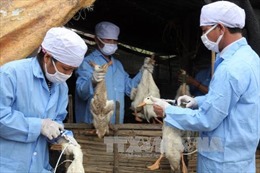 Nghệ An khẩn trương dập dịch cúm gia cầm H5N1